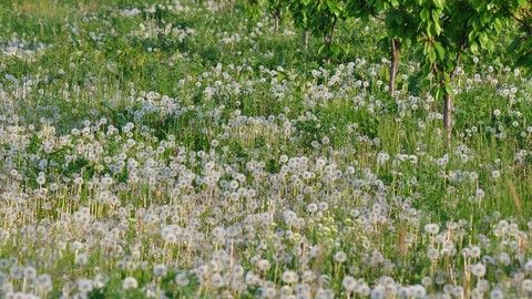 Field of Dandelion seeds reading to fly 