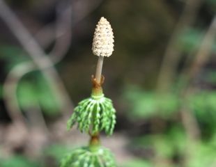 Horse tail shoots