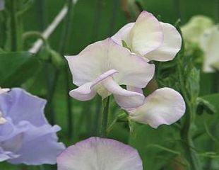 Sweet peas 'High Scent'