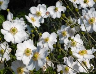 银莲花一种可爱的白色日本银莲花