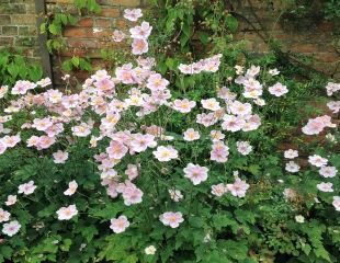 Clump of pale pink Japanese anemones