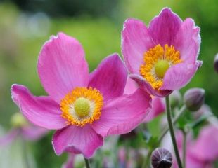 Lovely bright pink Japenese anenome hupehensis Pamina 