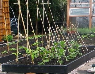 How to stake runner beans