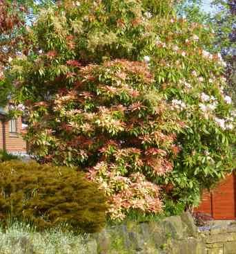 Large Pieris  over 4 metres