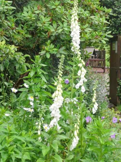 Lovely white foxglove