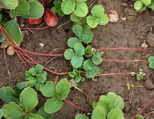 Strawberry runners