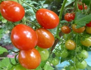 Tomatoes growing on Cordon Vine