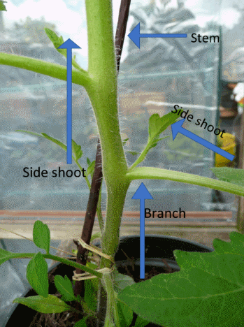 Illustration of side shoots on Tomato plant