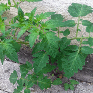 Tomato plant growing out of a pavement