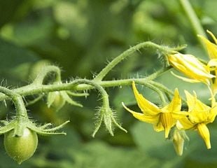 Tomato flowers becoming fruits on the vine