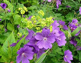 金凤花与紫色耐寒天竺葵