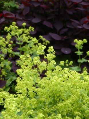 Dark red Cotinus with brigth green Alchemilla mollis