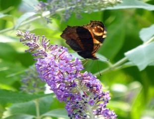 buddleja