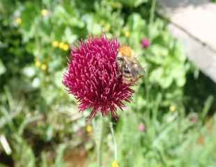 Cirsium rivulare 'Atropurpureum very attractive to bees