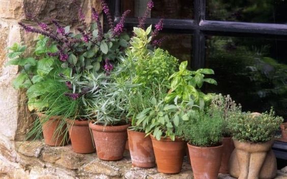 Herbs in containers on windowsill