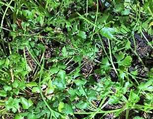 Flat leaved Parsley flourishing in the winter