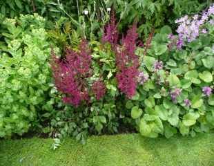 Image of Astilbes companion plant for wisteria