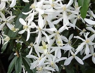 Clematis armandi growing in good conditions