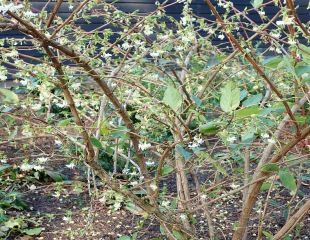 灌木冬季开花的金银花在斯特尔磨坊采石场拍摄的全貌