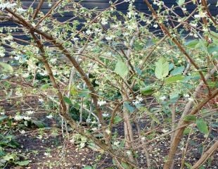 Full view of shrub winter flowering honeysuckle taken at at Styall mill quarry bank 