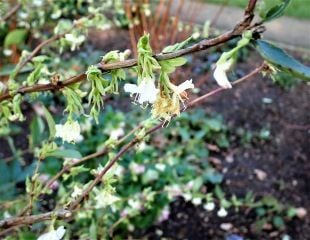 Lonicera fragrantissim the Winter flowering Honeysuckle