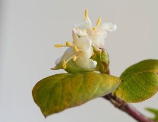 detail of flowers winter flowering honeysuckle