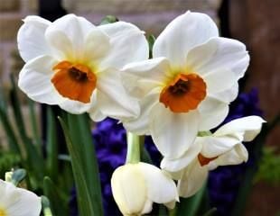 Narcissus-scented-'Fragrant Rose'