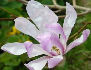 Magnolia stellata jane platt