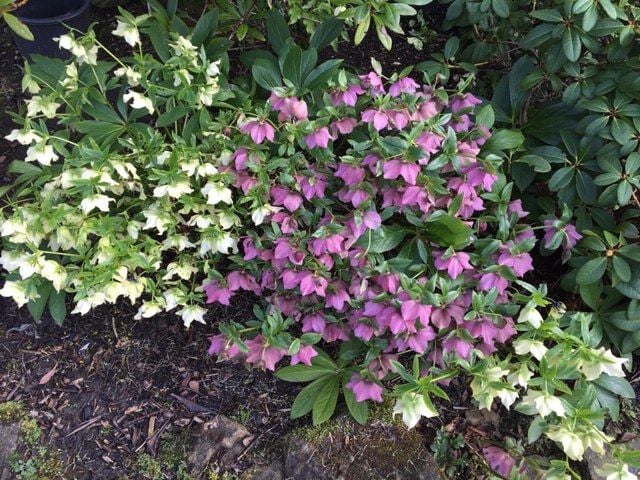 Clumps of Pink and Cream Hellebores  in full bloom