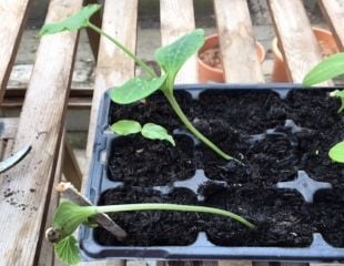 Weedy courgette seedling