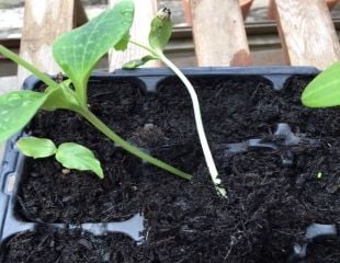 Easing a delicate seedling