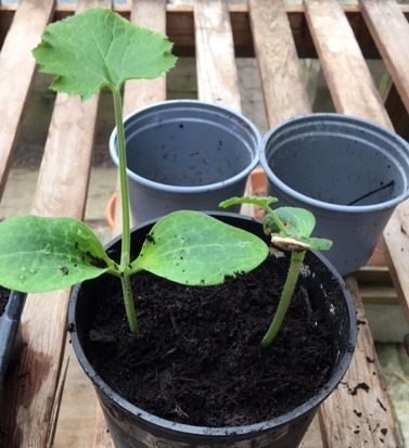 courgette seed re potted