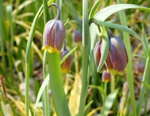 Fritillaria michailovskyi