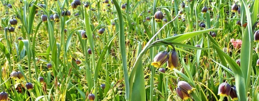 Fritillaria michailovskyi Michailovski fritillary