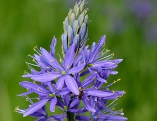 Close up of lovely blue Camassia