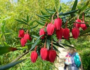 Crinodendron_hookerianum_red lantern bush