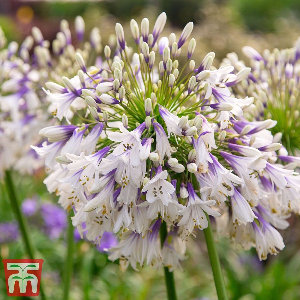 Agapanthus fireworks Chelsea winner 3rd place Plant of year