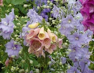 Delphiniums and foxgloves