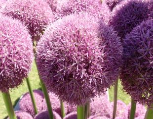 Allium 'Pinball Wizard' has large mauve fluffy flowerheads