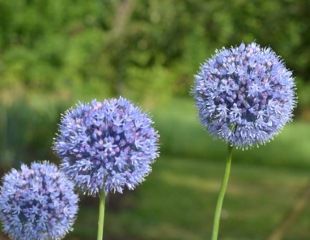 Allium caeruleum a pure blue variety