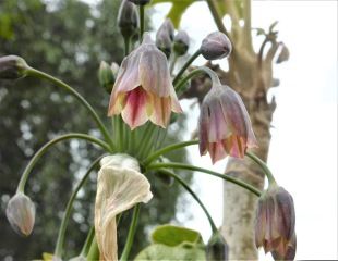 allium nectaroscordum siculum has unusual nodding umbrell flowers