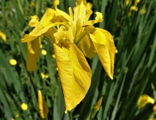Yellow flag iris 