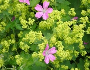 Geranium and Achemillia Mollis