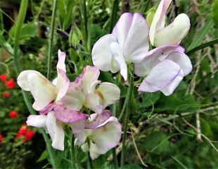 Sweet Pea High scent
