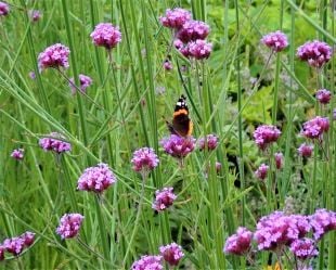Verbena bonariensis perennial in full bloom visited by butterflies and bees