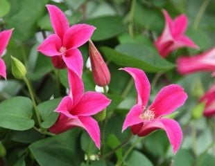 clematis "Princess Diana"
