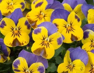 Viola Sorbet yellow Blue Jump up 