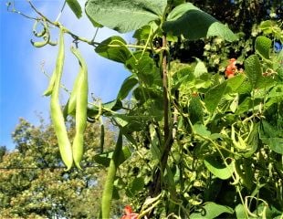 Runner bean plants