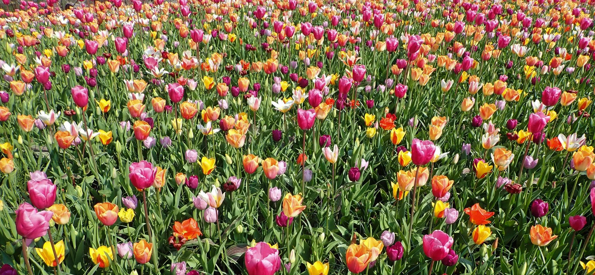 mixed tulips