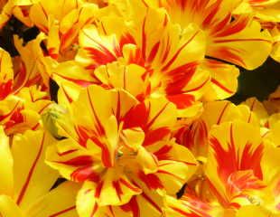 colourful Tulips